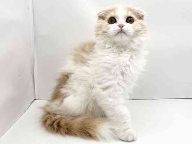 兵庫県のスコティッシュフォールド (ひごペットフレンドリークラウンパーク伊丹店/2026年1月2日生まれ/女の子/クリームホワイト)の子猫の2枚目の画像