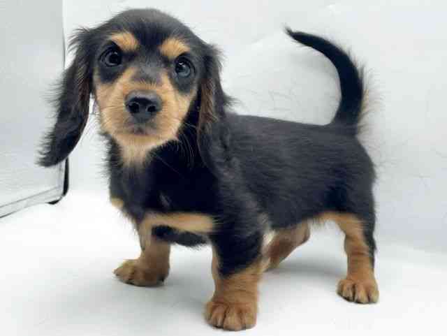 奈良県のミニチュアダックスフンド(ロング) (ひごペットフレンドリートナリエ大和高田店/2026年1月4日生まれ/女の子/ブラックタン)の子犬の2枚目の画像