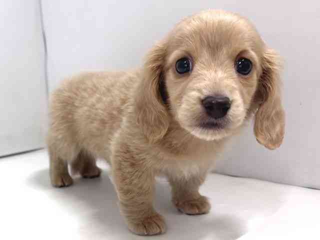 奈良県のカニンヘンダックスフンド(ロング) (ひごペットフレンドリー奈良パワーシティ店/2026年1月3日生まれ/男の子/イエロー)の子犬の2枚目の画像