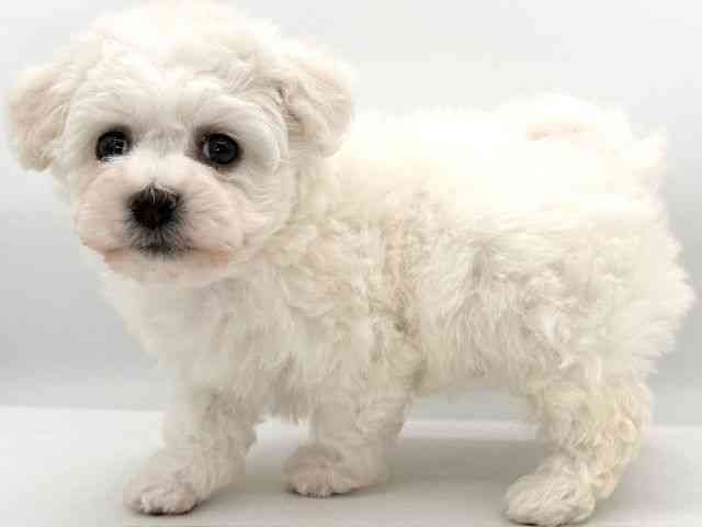 大阪府のビションフリーゼ (ひごペットフレンドリーイオンそよら海老江店/2026年1月2日生まれ/男の子/ホワイト)の子犬の2枚目の画像