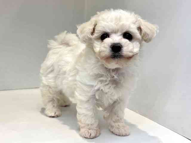 大阪府のビションフリーゼ (ひごペットフレンドリーセブンパーク天美店/2026年1月2日生まれ/女の子/ホワイト)の子犬の2枚目の画像