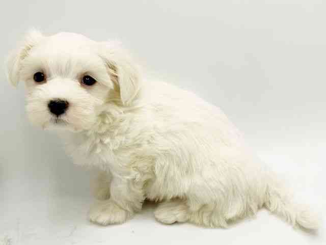 大阪府のマルチーズ (ひごペットフレンドリーみのおキューズモール店/2026年1月3日生まれ/女の子/ホワイト)の子犬の2枚目の画像