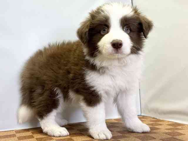 愛媛県のボーダーコリー (ひごペットフレンドリーエミフルMASAKI店/2026年1月3日生まれ/男の子/チョコレートホワイト)の子犬の2枚目の画像