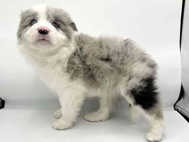 大阪府のボーダーコリー (ひごペットフレンドリーららぽーとEXPOCITY店/2026年1月3日生まれ/男の子/ブルーマール)の子犬の2枚目の画像