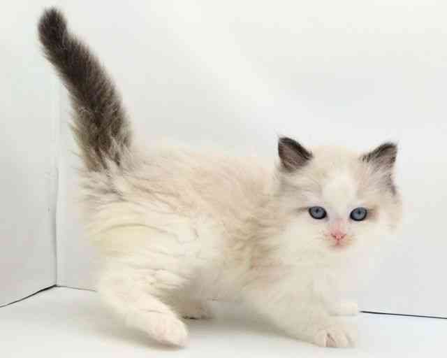 兵庫県のラグドール (ひごペットフレンドリークラウンパーク伊丹店/2026年1月1日生まれ/男の子/シールポイントバイカラー)の子猫の2枚目の画像