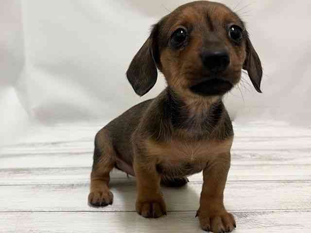 和歌山県のミニチュアダックスフンド(スムース) (ひごペットフレンドリーパームシティ和歌山店/2026年1月3日生まれ/女の子/レッド)の子犬の2枚目の画像