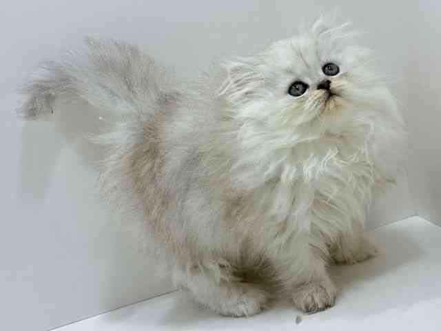 広島県のペルシャ (ひごペットフレンドリーフジグラン神辺店/2025年12月25日生まれ/男の子/チンチラシルバー)の子猫の2枚目の画像