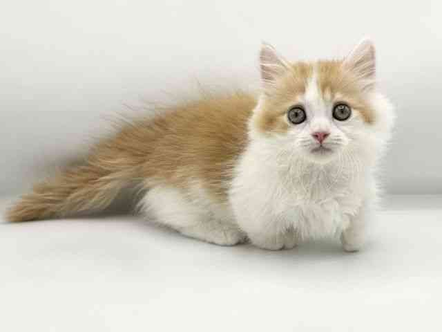 大阪府のマンチカン (ひごペットフレンドリーららぽーとEXPOCITY店/2025年12月21日生まれ/男の子/レッドタビーホワイト)の子猫の2枚目の画像