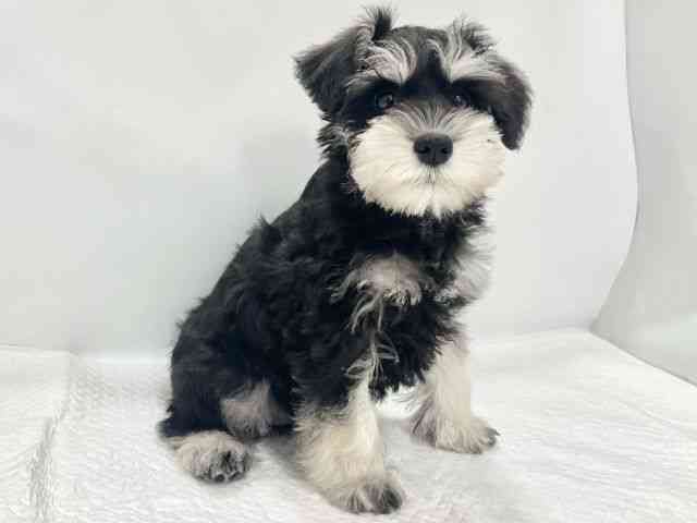 高知県のミニチュアシュナウザー (ひごペットフレンドリーイオンモール高知店/2026年1月2日生まれ/女の子/ブラックシルバー)の子犬の2枚目の画像