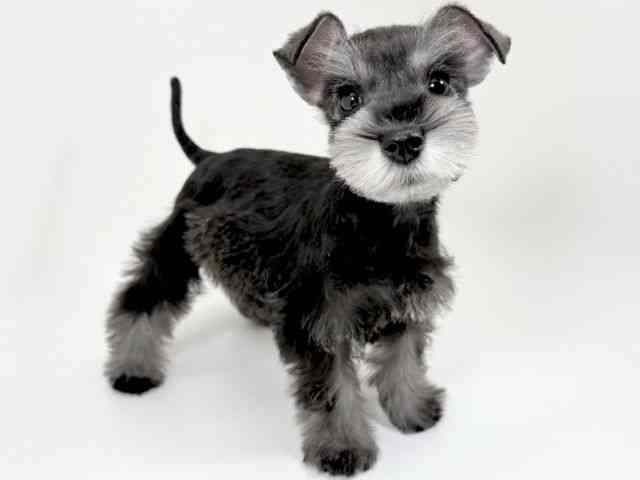 京都府のミニチュアシュナウザー (ひごペットフレンドリーイズミヤショッピングセンター八幡店/2025年12月31日生まれ/女の子/ソルトペッパー)の子犬の2枚目の画像