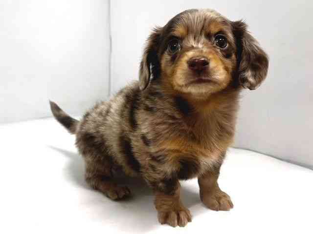 奈良県のチワックス(チワワ×ダックス) (ひごペットフレンドリー奈良パワーシティ店/2026年1月3日生まれ/女の子/チョコレートマール)の子犬の2枚目の画像