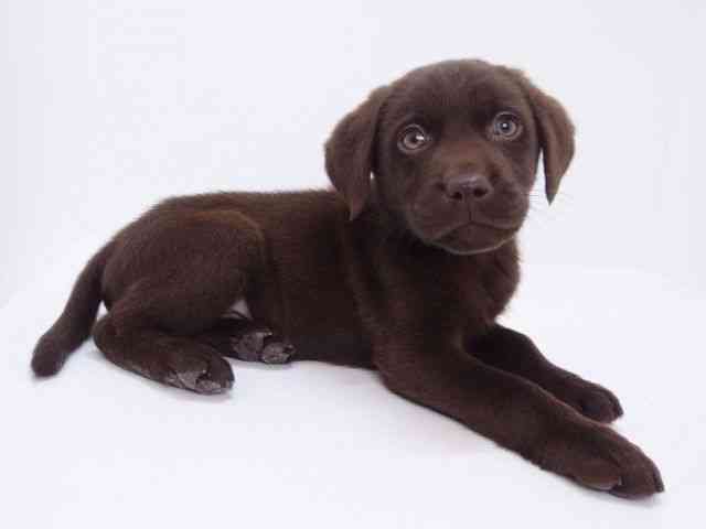 大阪府のラブラドールレトリーバー (ひごペットフレンドリーいこらもーる泉佐野店/2026年1月1日生まれ/男の子/チョコレート)の子犬の2枚目の画像