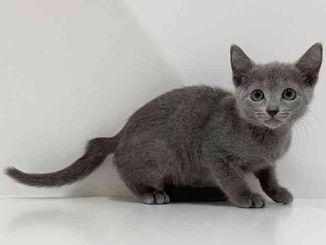 奈良県のロシアンブルー (ひごペットフレンドリーイオンモール橿原ウエスト・ビレッジ店/2026年1月1日生まれ/男の子/ブルー)の子猫の2枚目の画像