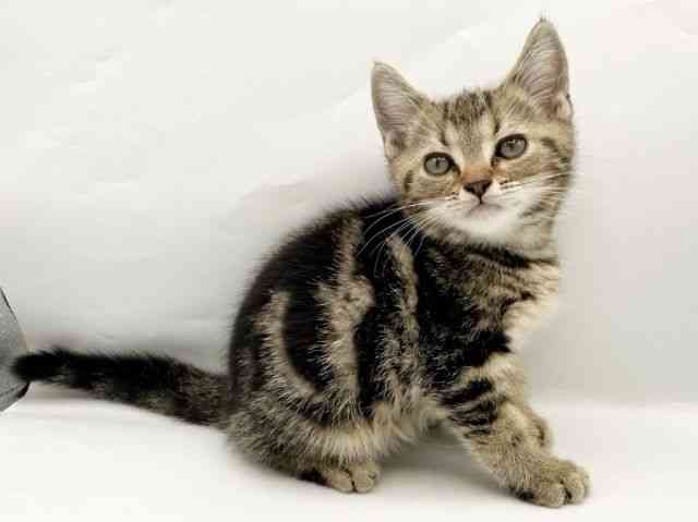 奈良県のアメリカンショートヘアー (ひごペットフレンドリートナリエ大和高田店/2026年1月2日生まれ/男の子/ブラウンタビー)の子猫の2枚目の画像