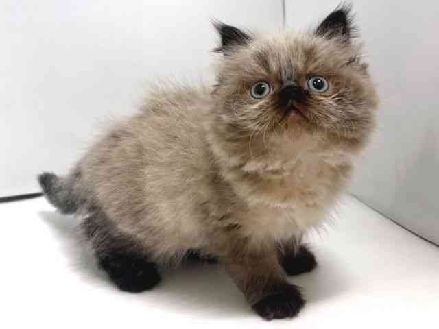 奈良県のヒマラヤン (ひごペットフレンドリー奈良パワーシティ店/2026年1月3日生まれ/男の子/シールポイント)の子猫の2枚目の画像