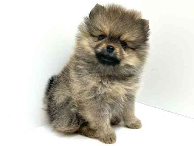 兵庫県のポメラニアン (ひごペットフレンドリーブルメールHAT神戸店/2026年1月3日生まれ/女の子/オレンジ)の子犬の2枚目の画像