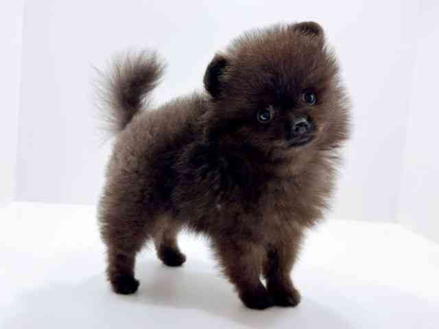 広島県のポメラニアン (ひごペットフレンドリーフジグラン神辺店/2026年1月4日生まれ/男の子/ブラック)の子犬の2枚目の画像