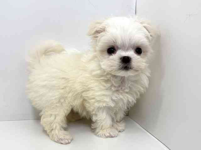 大阪府のマルチーズ (ひごペットフレンドリーベルファⅡ都島店/2025年12月31日生まれ/女の子/ホワイト)の子犬の2枚目の画像