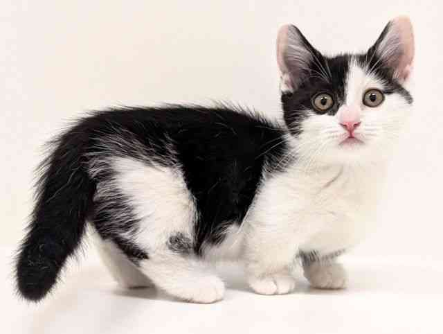 福岡県のミヌエット (ひごペットフレンドリーリバーウォーク北九州店/2025年12月30日生まれ/女の子/ブラックスモークホワイト)の子猫の2枚目の画像