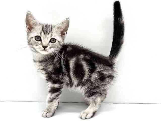 大阪府のアメリカンショートヘアー (ひごペットフレンドリーイオンタウン茨木太田店/2026年1月2日生まれ/男の子/シルバータビー)の子猫の2枚目の画像