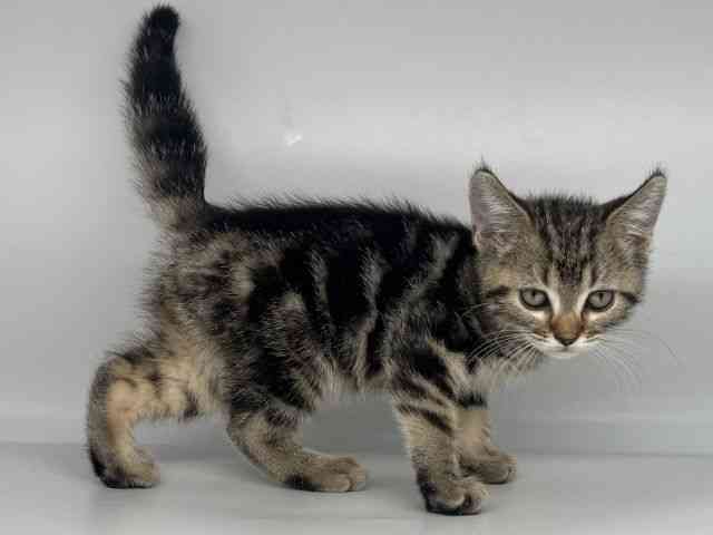 徳島県のアメリカンショートヘアー (ひごペットフレンドリーゆめタウン徳島店/2026年1月2日生まれ/男の子/ブラウンタビー)の子猫の2枚目の画像