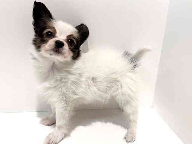 大阪府のパピヨン (ひごペットフレンドリーイオン高槻店/2026年1月3日生まれ/女の子/ホワイトブラウン)の子犬の2枚目の画像