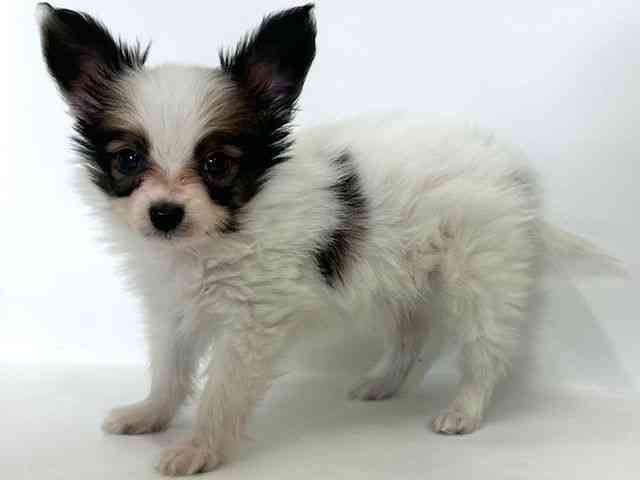 大阪府のパピヨン (ひごペットフレンドリーアクロスプラザ住之江店/2026年1月3日生まれ/男の子/ホワイトブラウン)の子犬の2枚目の画像