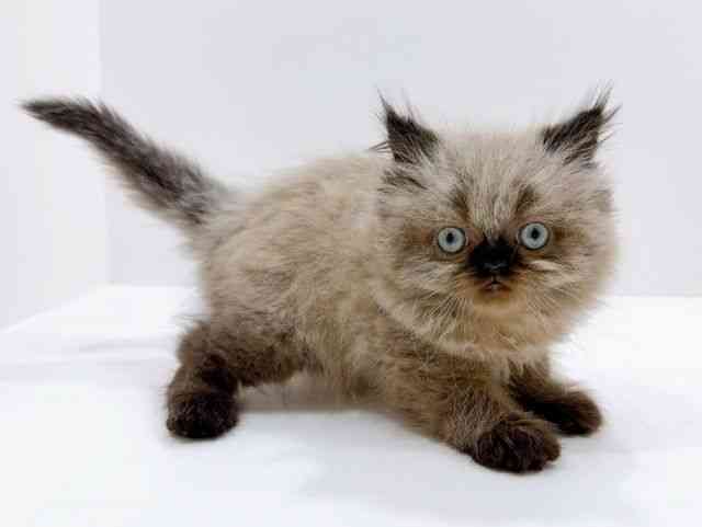 広島県のヒマラヤン (ひごペットフレンドリーフジグラン神辺店/2026年1月3日生まれ/男の子/シールポイント)の子猫の2枚目の画像