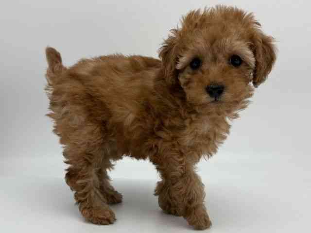 島根県のトイプードル(トイ) (ひごペットフレンドリーイオンモール出雲店/2026年1月4日生まれ/女の子/レッド)の子犬の2枚目の画像