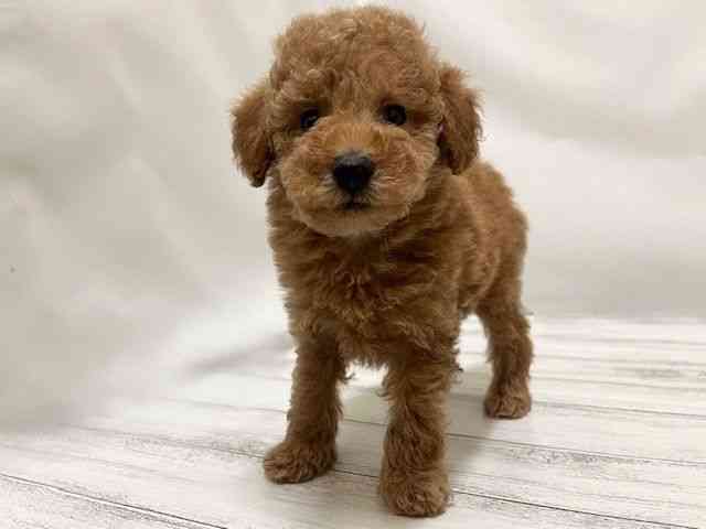 和歌山県のトイプードル(トイ) (ひごペットフレンドリーパームシティ和歌山店/2026年1月2日生まれ/男の子/レッド)の子犬の2枚目の画像