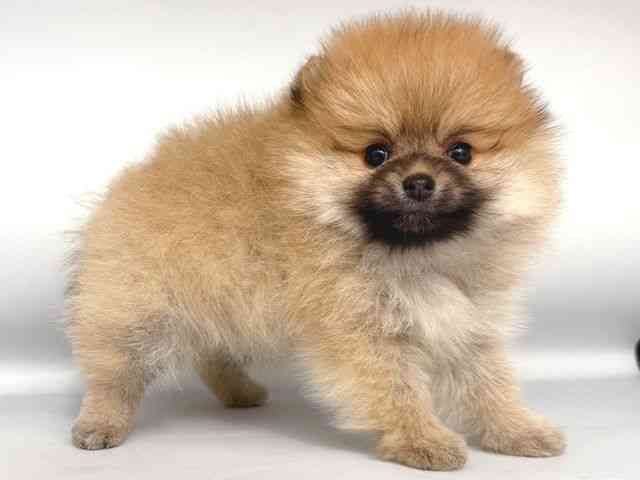 大阪府のポメラニアン (ひごペットフレンドリー岸和田店/2026年1月3日生まれ/女の子/オレンジ)の子犬の2枚目の画像