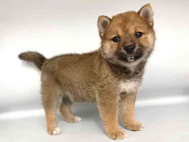 大阪府の柴犬(標準サイズ) (ひごペットフレンドリー岸和田店/2026年1月3日生まれ/女の子/赤)の子犬の2枚目の画像