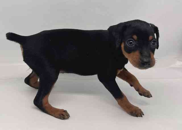 鳥取県のミニチュアピンシャー (ひごペットフレンドリーイオンモール鳥取北店/2026年1月3日生まれ/女の子/ブラックタン)の子犬の2枚目の画像