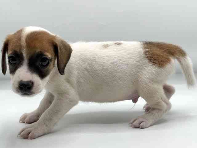 香川県のジャックラッセルテリア (ひごペットフレンドリーゆめタウン高松店/2026年1月3日生まれ/男の子/ホワイトタン)の子犬の2枚目の画像