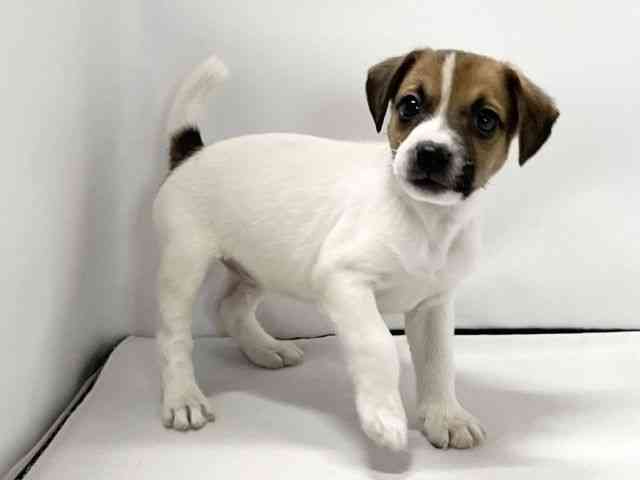 愛媛県のジャックラッセルテリア (ひごペットフレンドリーイオンモール今治新都市店/2026年1月3日生まれ/男の子/ホワイトタン)の子犬の2枚目の画像