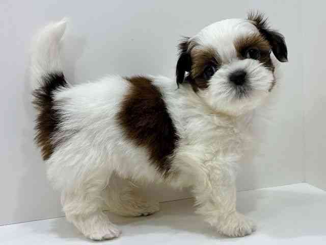 広島県のシーズー (ひごペットフレンドリーフジグラン神辺店/2026年1月3日生まれ/男の子/ゴールドホワイト)の子犬の2枚目の画像