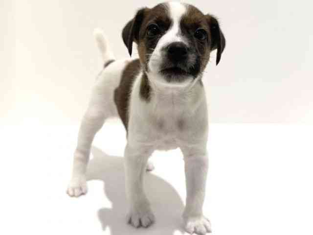 大阪府のジャックラッセルテリア (ひごペットフレンドリーイオン高槻店/2026年1月3日生まれ/女の子/ホワイトタン)の子犬の2枚目の画像