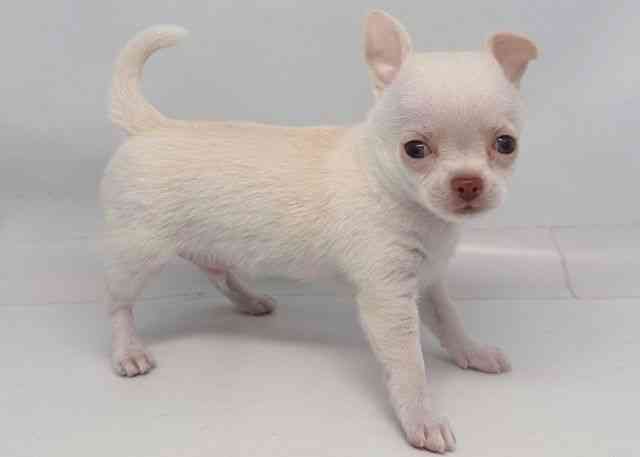 鳥取県のチワワ(スムース) (ひごペットフレンドリーイオンモール鳥取北店/2026年1月3日生まれ/男の子/ホワイト)の子犬の2枚目の画像