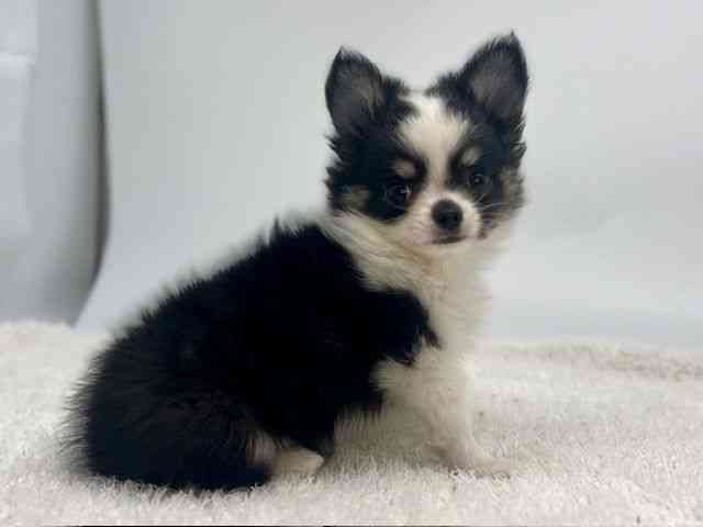 島根県のチワワ(ロング) (ひごペットフレンドリーイオンモール出雲店/2026年1月3日生まれ/男の子/ブラックタンホワイト)の子犬の2枚目の画像