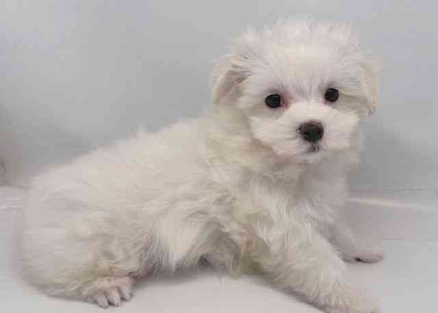 鳥取県のマルチーズ (ひごペットフレンドリーイオンモール鳥取北店/2026年1月4日生まれ/男の子/ホワイト)の子犬の2枚目の画像