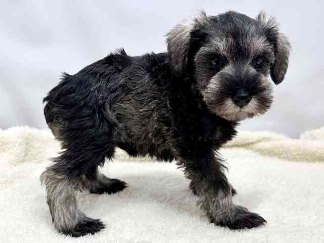 広島県のミニチュアシュナウザー (ひごペットフレンドリーゆめタウン廿日市店/2026年1月4日生まれ/男の子/ソルトペッパー)の子犬の2枚目の画像