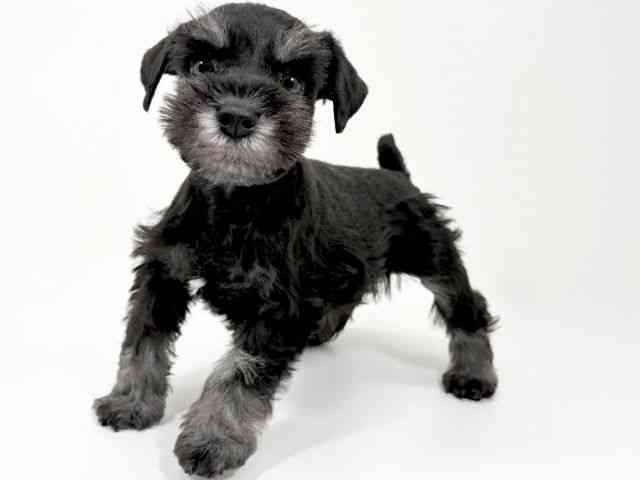 京都府のミニチュアシュナウザー (ひごペットフレンドリーイズミヤショッピングセンター八幡店/2026年1月4日生まれ/男の子/ブラックシルバー)の子犬の2枚目の画像