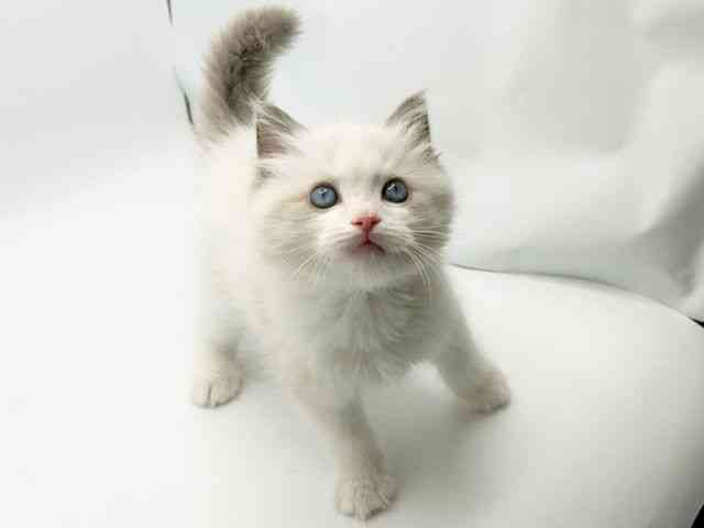 大阪府のラグドール (ひごペットフレンドリーみのおキューズモール店/2025年12月31日生まれ/男の子/ブルーポイントバイカラー)の子猫の2枚目の画像