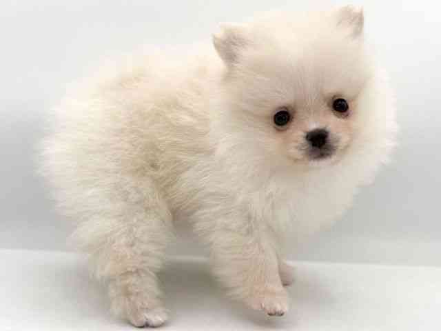 大阪府のポメラニアン (ひごペットフレンドリーイオンそよら海老江店/2026年1月4日生まれ/女の子/クリーム)の子犬の2枚目の画像
