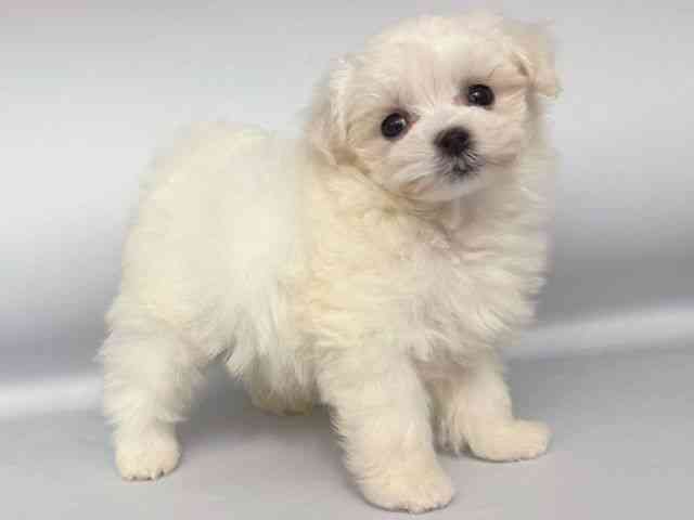 大阪府のマルプー(マルチーズ×プードル) (ひごペットフレンドリー岸和田店/2026年1月1日生まれ/男の子/クリーム)の子犬の2枚目の画像