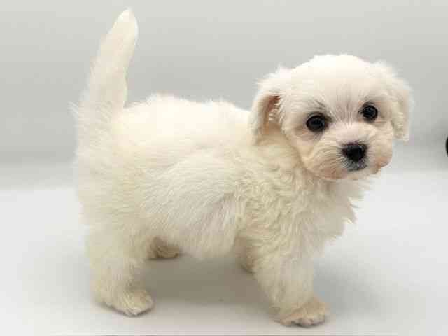 京都府のマルプー(マルチーズ×プードル) (ひごペットフレンドリーイオンモール高の原店/2026年1月1日生まれ/男の子/クリーム)の子犬の2枚目の画像