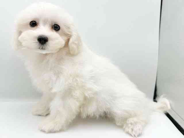 京都府のマルプー(マルチーズ×プードル) (ひごペットフレンドリーイオンモール高の原店/2026年1月1日生まれ/男の子/クリーム)の子犬の2枚目の画像