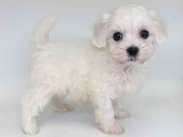 大阪府のマルプー(マルチーズ×プードル) (ひごペットフレンドリー瓜破店/2026年1月1日生まれ/男の子/クリーム)の子犬の2枚目の画像