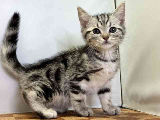 愛媛県のアメリカンショートヘアー (ひごペットフレンドリーエミフルMASAKI店/2026年1月2日生まれ/男の子/シルバータビー)の子猫の2枚目の画像