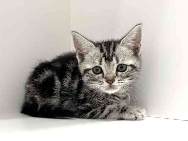 兵庫県のアメリカンショートヘアー (ひごペットフレンドリーイトーヨーカドー明石店/2026年1月2日生まれ/女の子/シルバータビー)の子猫の2枚目の画像